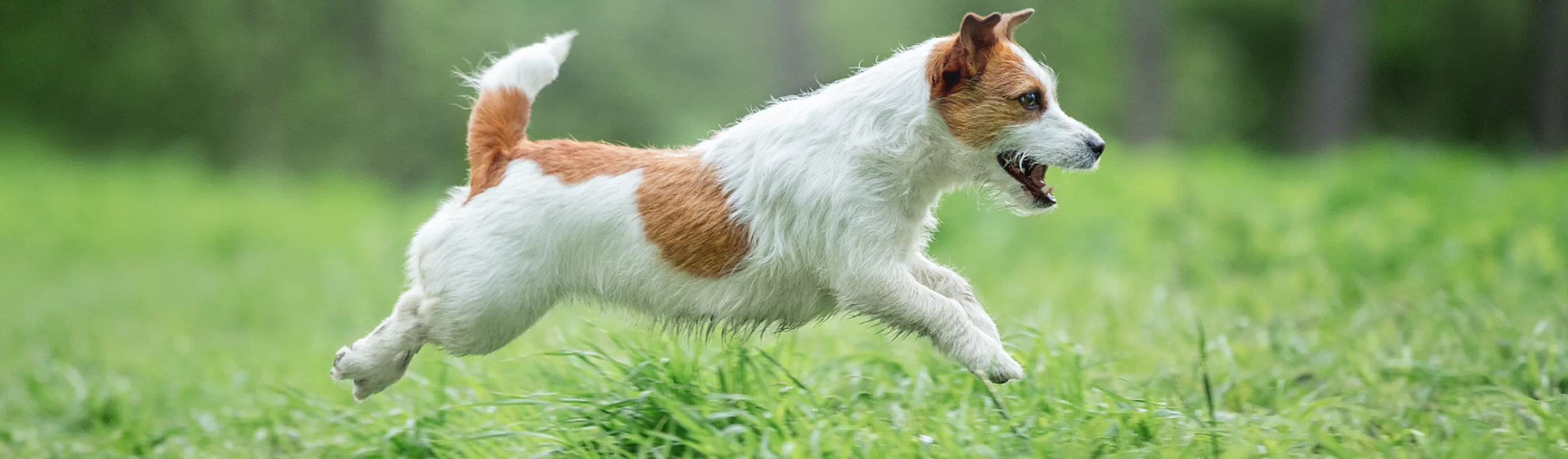 dog leaping through grass